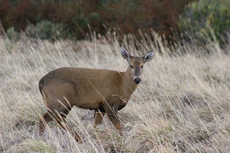 Chileense Huemul (Hippocamelus bisulcus) kleine hertensoort bij het EcoCamp NP Torres del Paine.