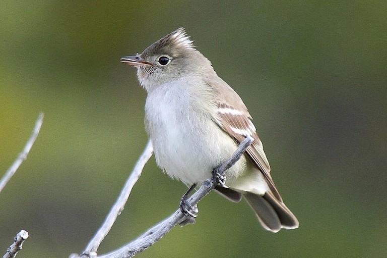 EcoCamp NP Torres del Paine.