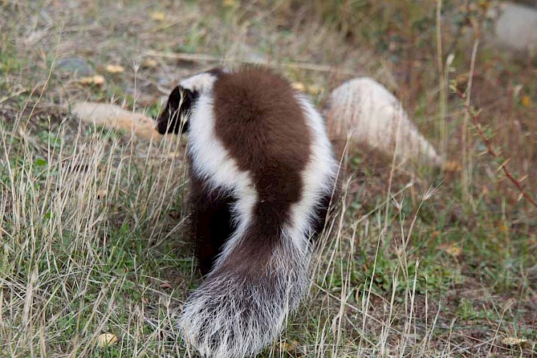 Chileense varkenssnuitskunk (Conepatus chinga) langs het Fauna Trail in NP Torres del Paine, Chili