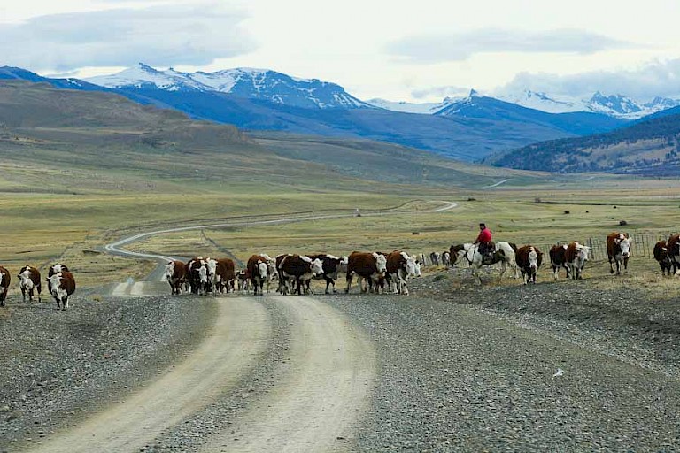 Boeren met kudde koeien in NP Torres del Paine.