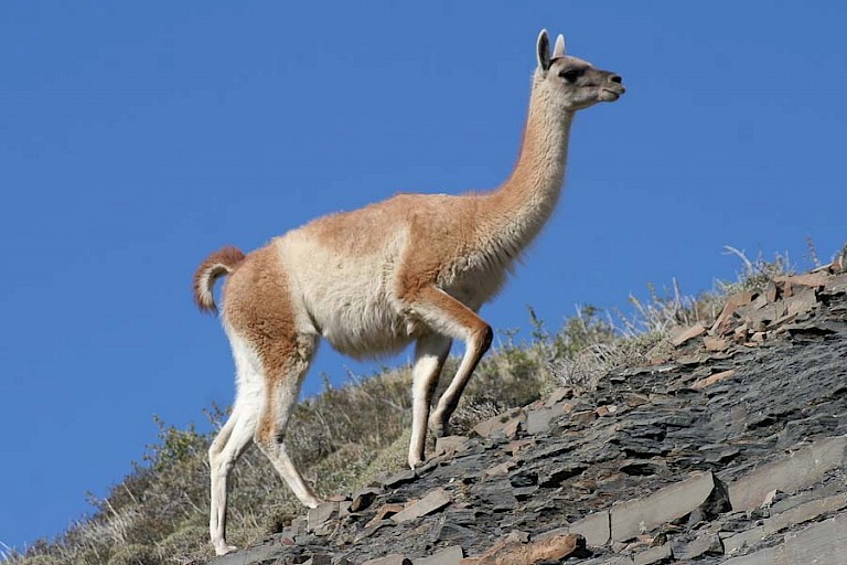 Guanaco's (Lama guanicoe) leven in grote aantallen in het NP Torres del Paine.