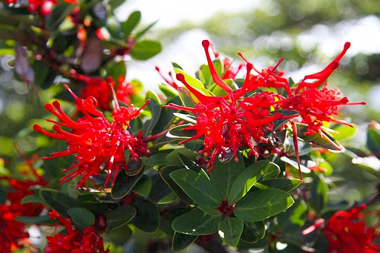 De opvallend rode bloemen van de luciferplant (Embothrium coccineum) in het NP Torres del Paine.