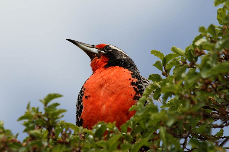 Grote Weidespreeuw (Sturnella loyca) in NP Torres del Paine.