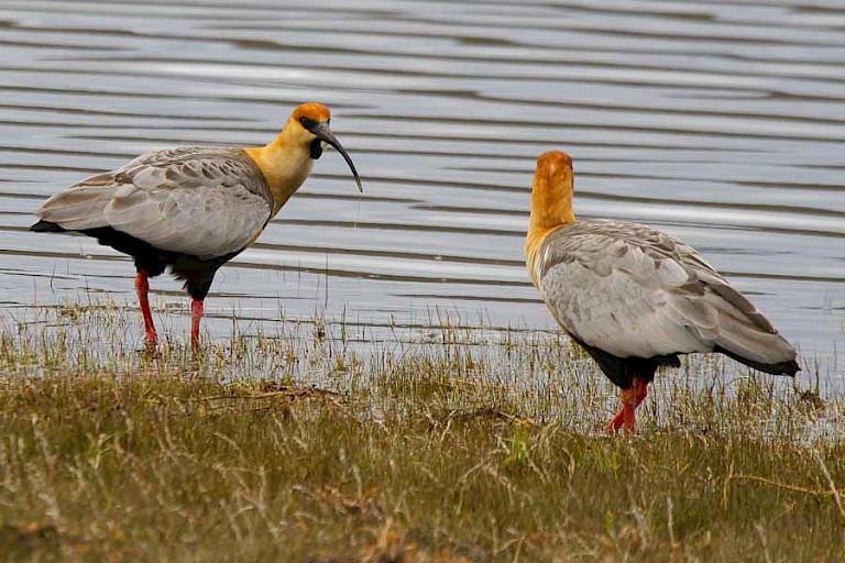 Zwartmaskeribissen (Theristicus melanopis) in het NP Torres del Paine.