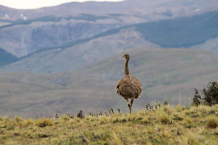 De grootste loopvogel in het NP Torres del Paine is de Nandoe (Rhea americana).