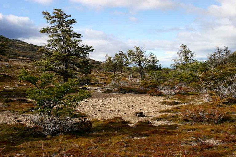 In het voorjaar is het groen in NP Torres del Paine.