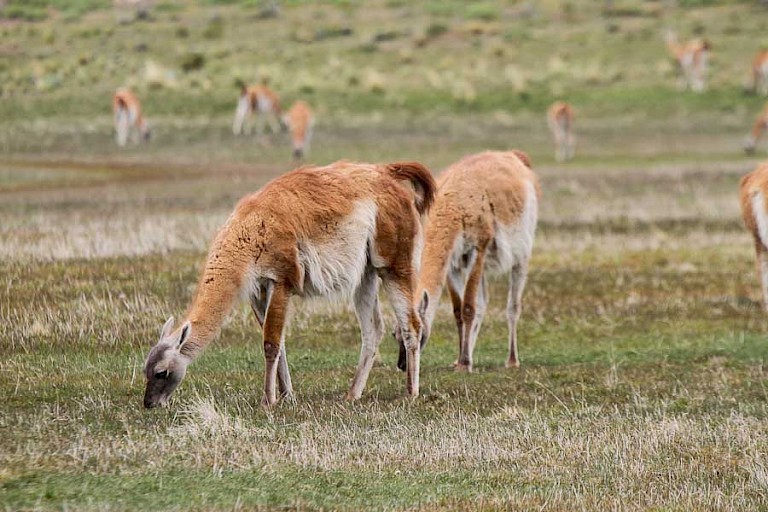 Guanaco's (Lama guanicoe) in NP Torres del Paine, Chili.