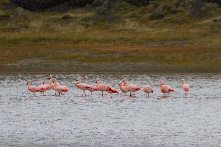 Chileense flamingo's (Phoenicopterus chilensis) in NP Torres del Paine, Chili.