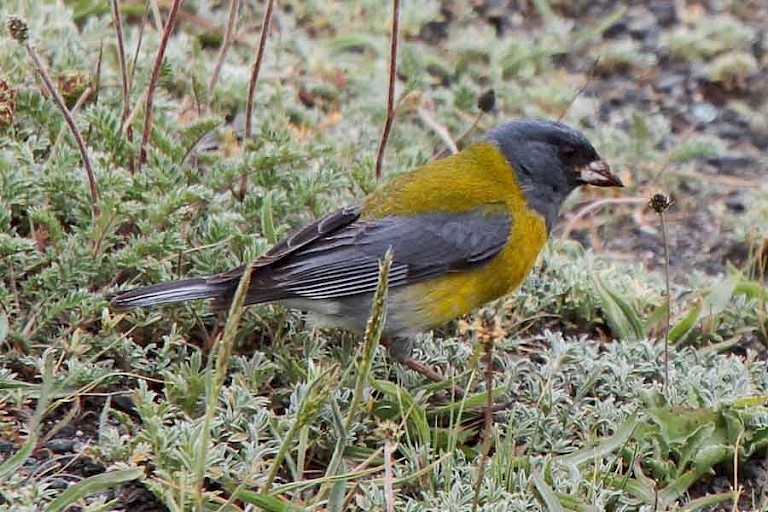 Grijskapsierragors (Phrygilus gayi) in NP Torres del Paine.