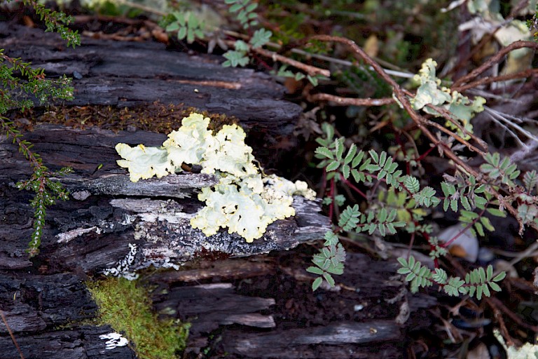 Begroeiing langs de oevers.