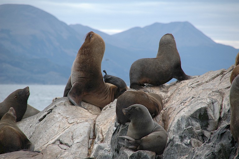 Pelsrobben op een rots in het Beaglekanaal bij Ushuaia.