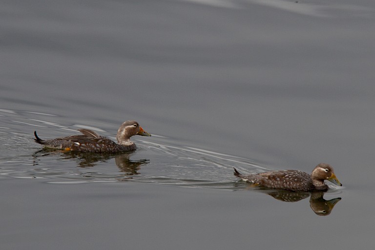 Vliegende booteenden (Tachyeres patachonicus)