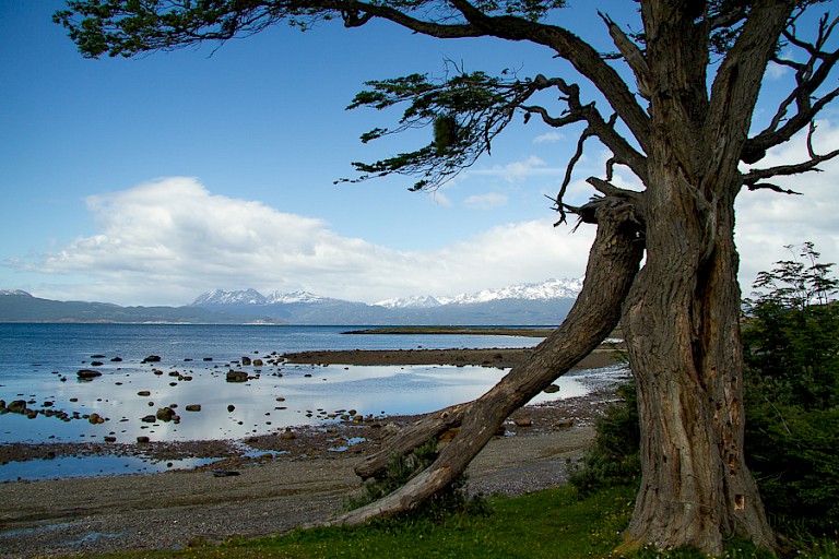 Lengaboom aan de rand van