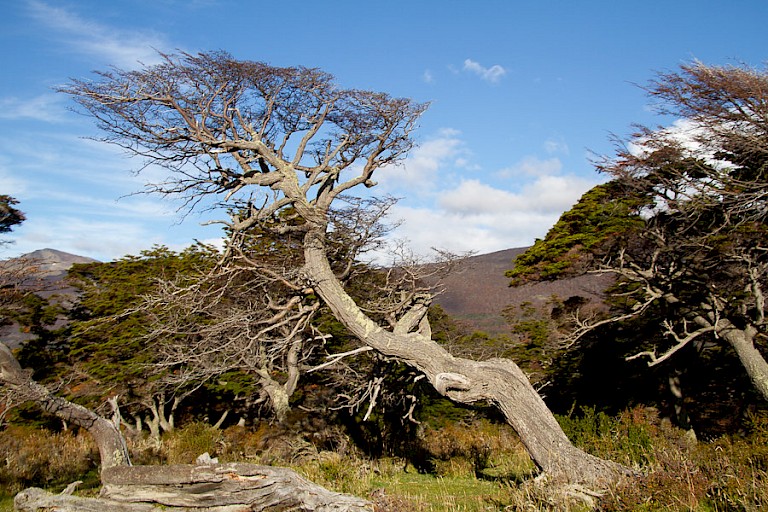 In Patagonië waait vaak een stevige wind, dit is te zien aan de boomstammen.
