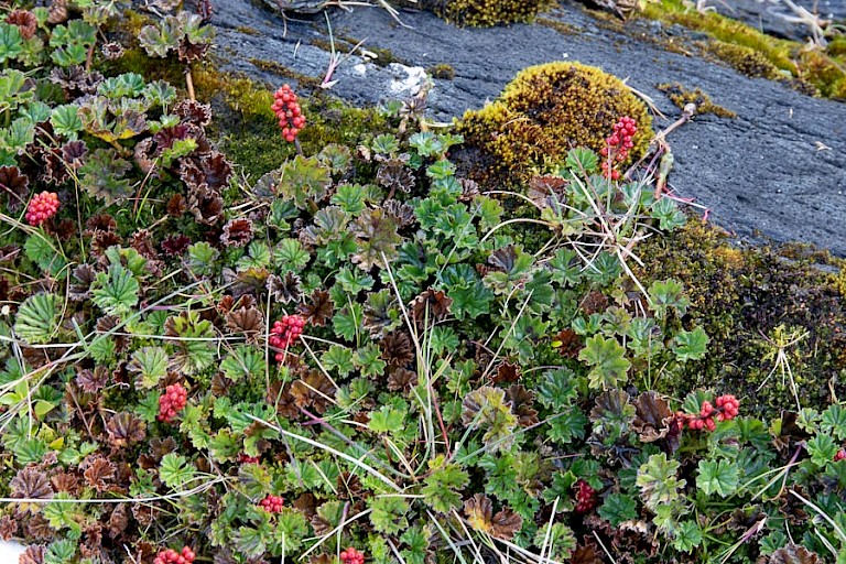 Begroeiing langs de oevers.