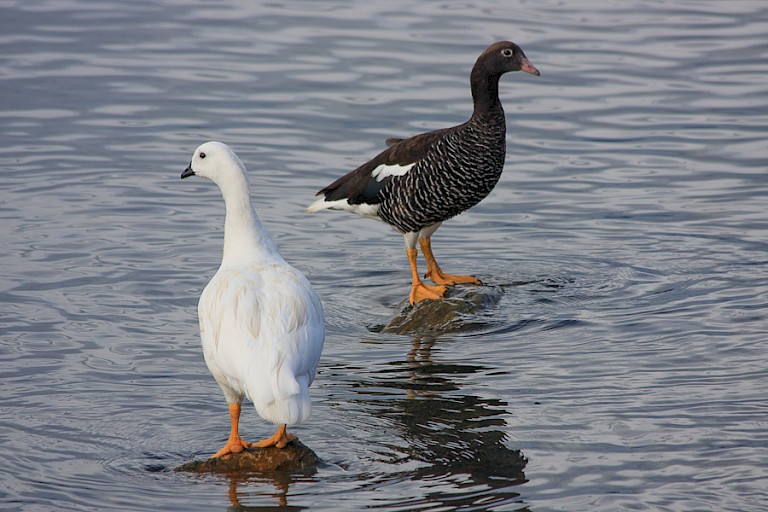 Paartje Kelpganzen (Chloephaga hybrida).