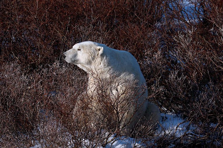 IJsbeer in de lage struiken bij Churchill.