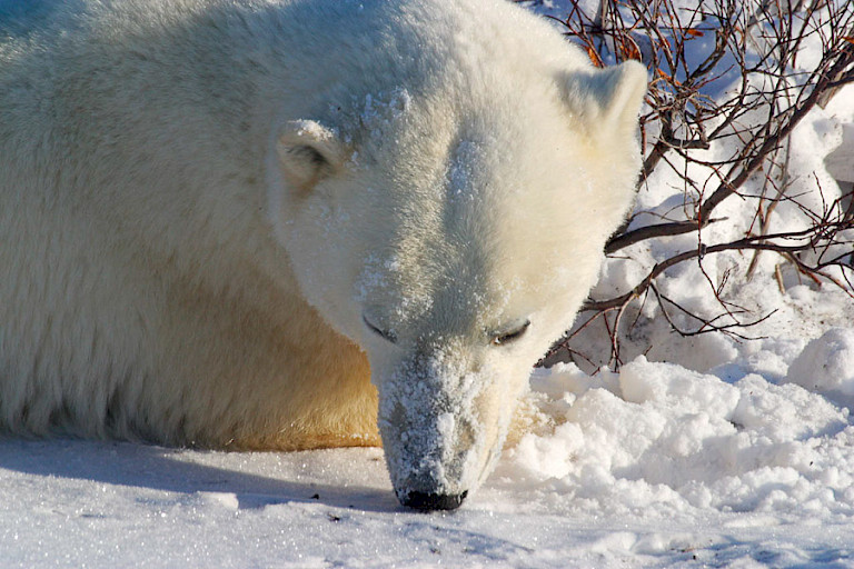 Slapende beer op de sneeuw.