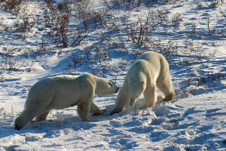 Jonge ijsberen sparrend op de toendra bij Churchill.