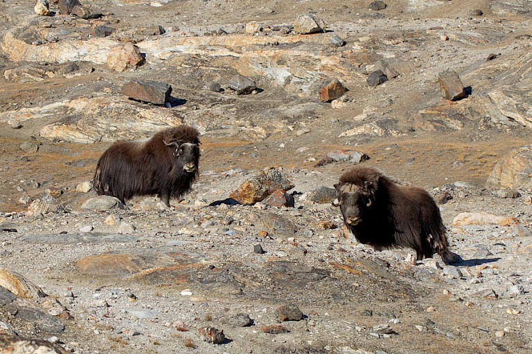 Muskusossen bij Eskimo Bugt.