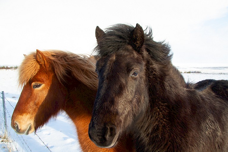 De IJslandse paarden staan ook 's winters buiten.