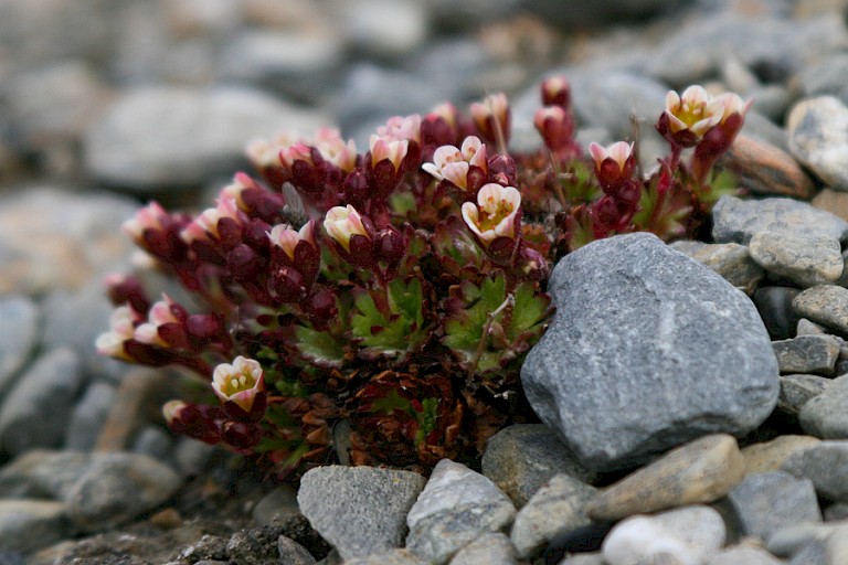Groenlandse steenbreek.