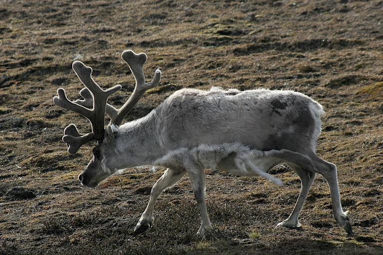 Spitsbergenrendier.