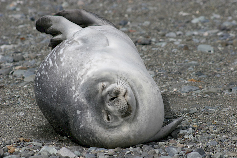 Weddellzeehond op het strand.