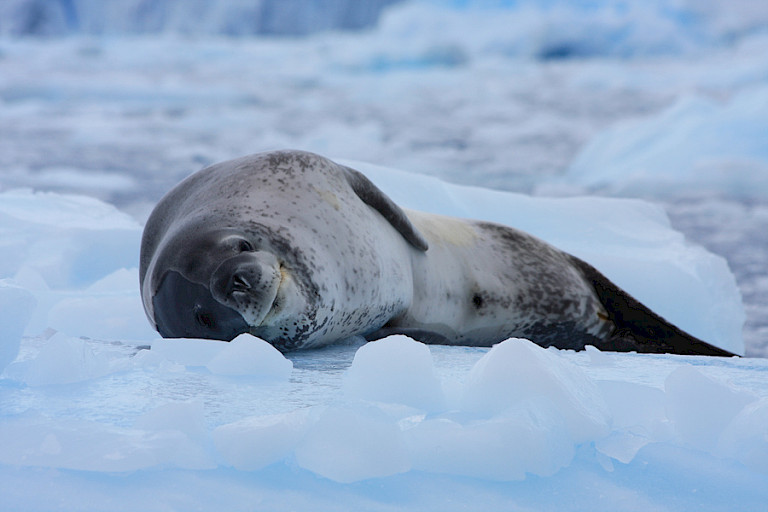 Zeeluipaard op een ijsschots.