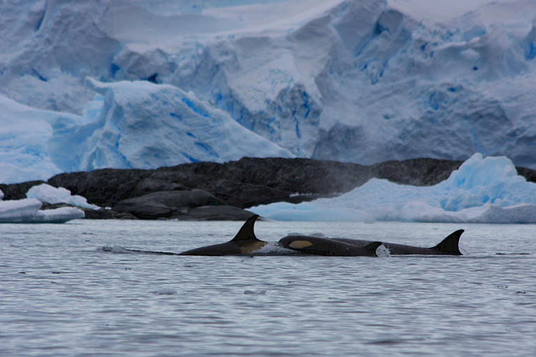 Groep Orka's op jacht.