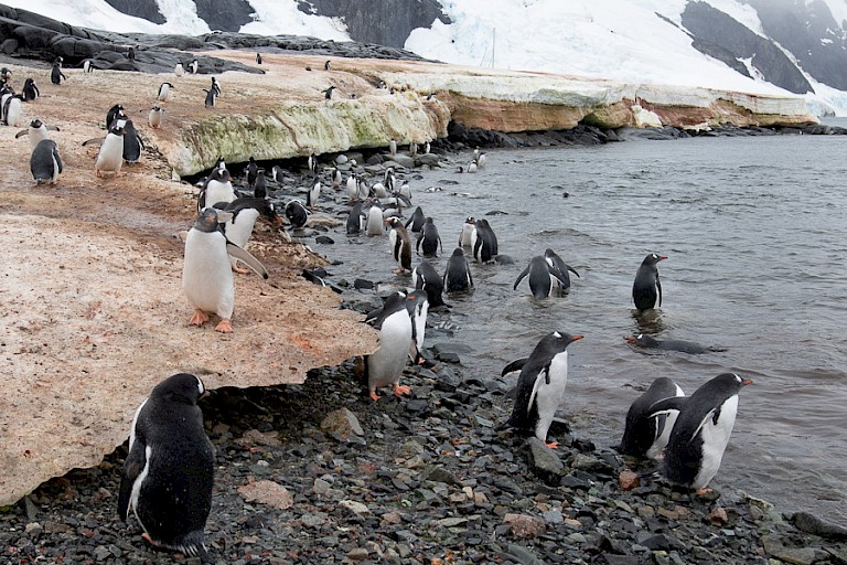 Ezelspinguïns op Pleneau.