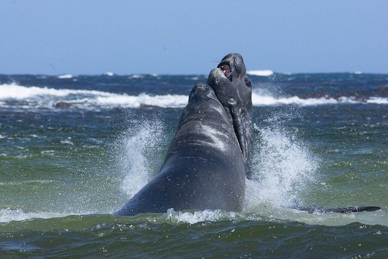 Vechtende Zeeolifantenstieren op het strand van Sea Lion.