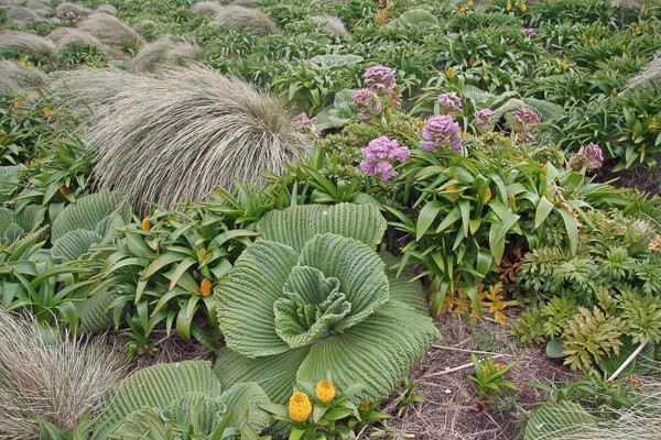 Veld met megakruiden op Campbell. Foto: Lauk Quispel.