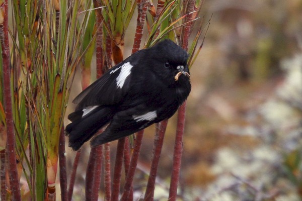 Maorivliegenvanger (Petroica macrocephala). Foto: Lauk Quispel.