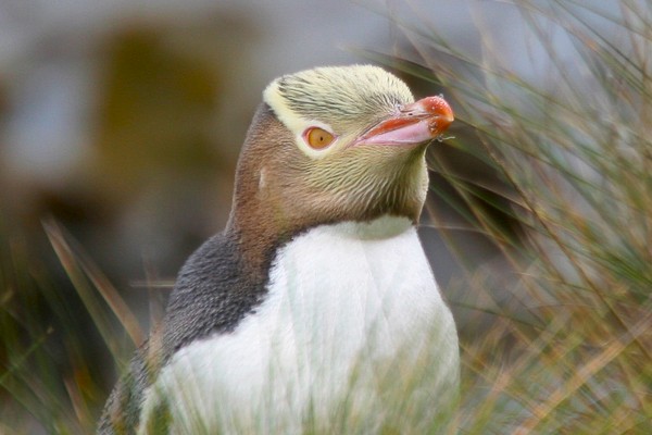Geeloogpinguïn (Megadyptes antipodes). Foto: Lauk Quispel.