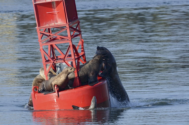 Zeeleeuwen vechten om een plekje op de boei.