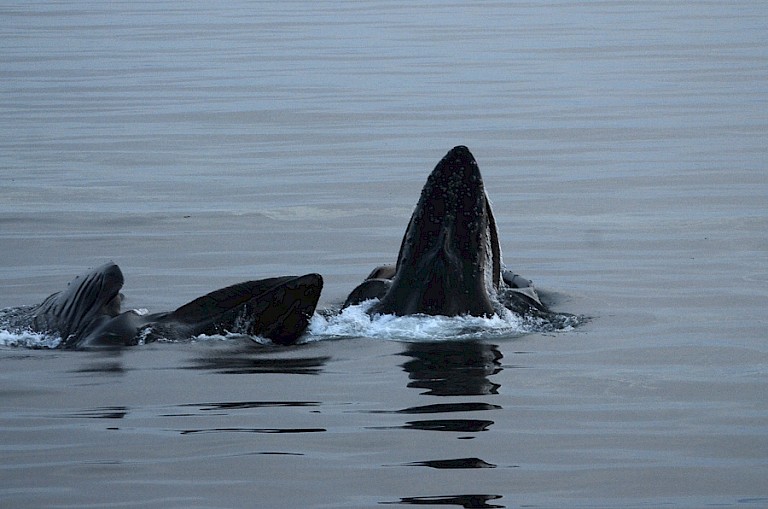 Opduiken de Bultruggen