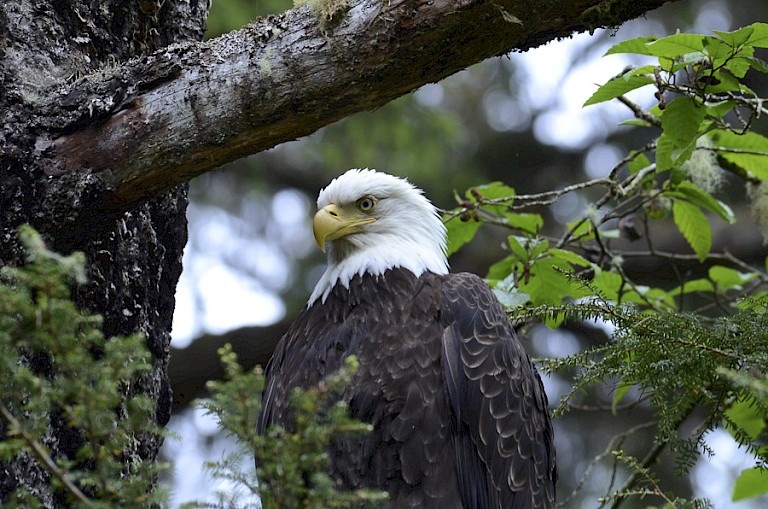Amerikaanse zeearend