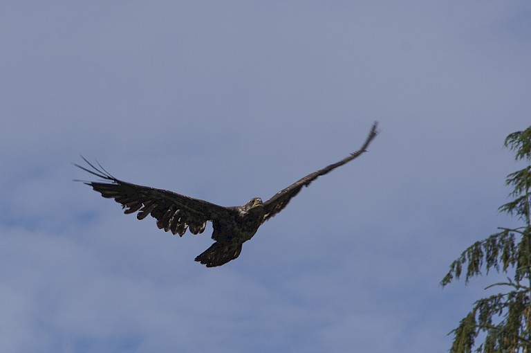 Overvliegende jonge Amerikaanse zeearend.