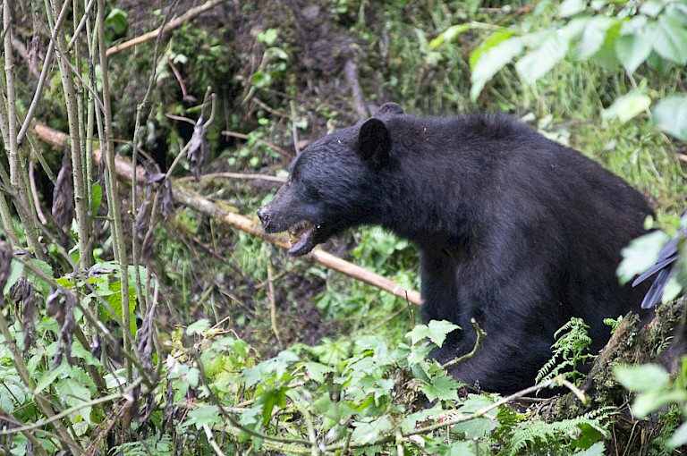 Zwarte beer aan de rand van het woud.