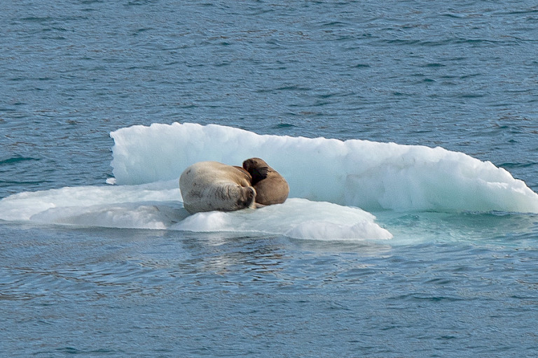 Moeder walrus met jong op ijsschots.