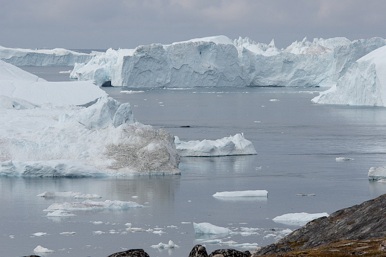 Bultrug tussen de enorme ijsbergen bij Ilulissat.