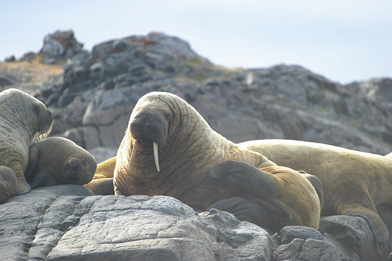 Walrussen bij Dundas Harbour.