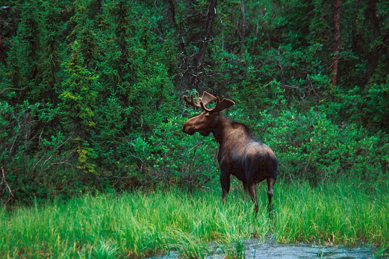 Een eland aan de bosrand.
