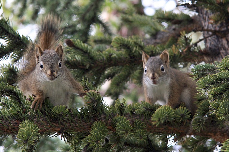 Toeschouwers in de bomen langs de rivier.