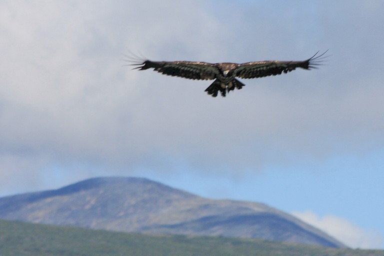 Een steenarend zwevend op de thermiek.