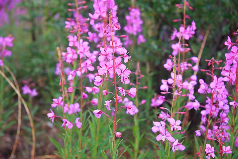 Het wilgenroosje bloeit de hele zomer.