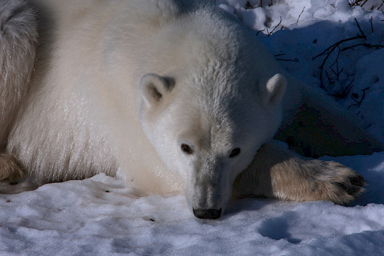 IJsbeer op de sneeuw, bij de Tundra Lodge.