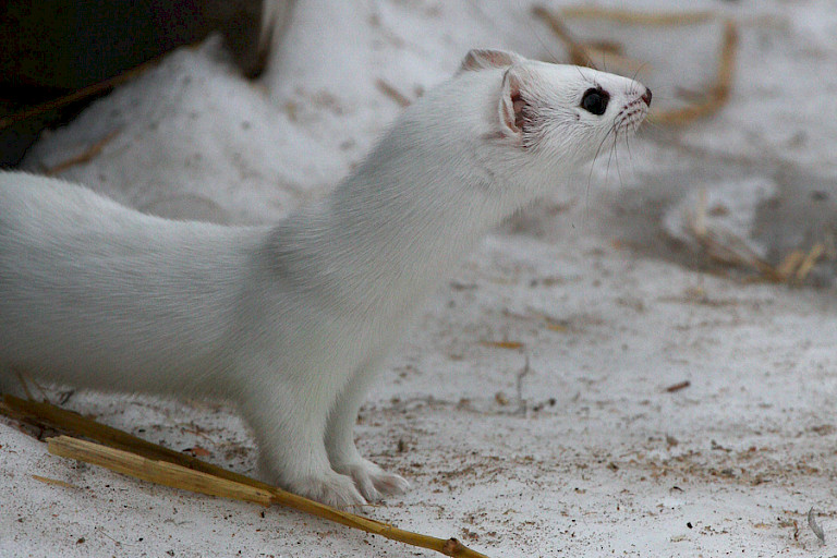 Hermelijn in zijn winterkleuren, Churchill.