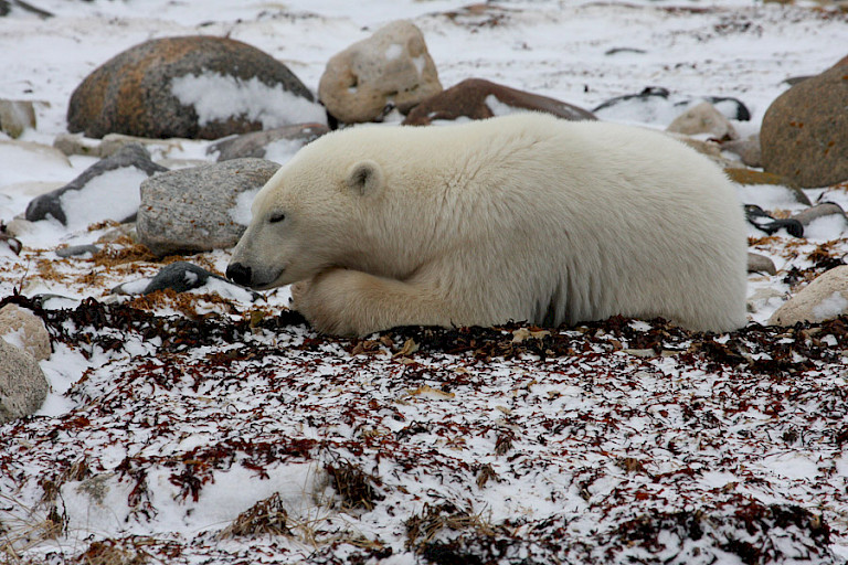Slapende ijsbeer op de toendra, Churchill.